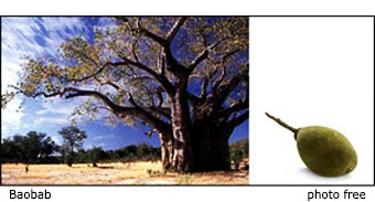 baobab baobab, un piccolo seme, una grande albero