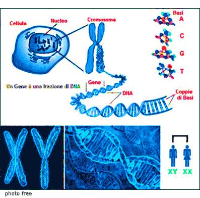 lo straordinario DNA