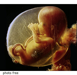 feto nel grembo materno