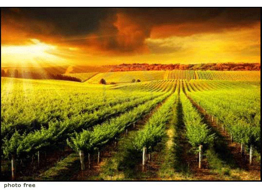 Filari di vigna Filari di vigna al tramonto