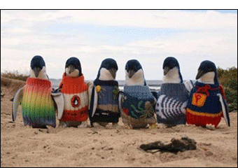 Recuperiamo una ventina di pinguini all’anno