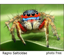 ragno salticidae un ragno intelligentissimo