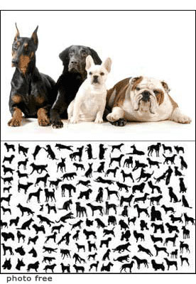 razze di cani le variatissime razze di cani