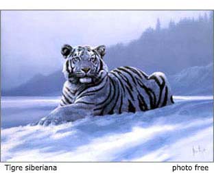 tigre siberiana tigre siberiana bellissima