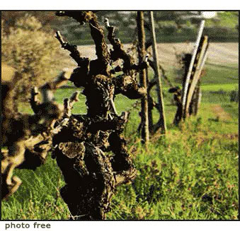 tronco di vigna nella vigna del Signore, si è smesso di potare i rami ingigantiti