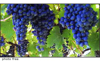 Grappoli di uva Grappoli di uva nera