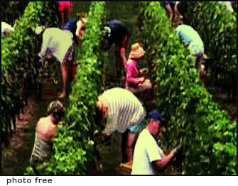 Vendemmia Che bello vendemmiare!